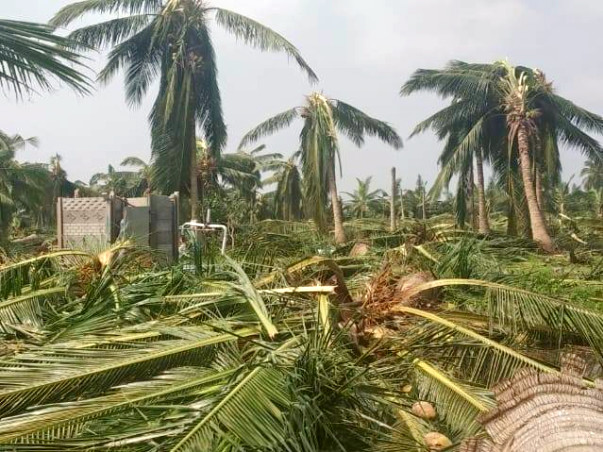 Help Cyclone Struck Pattukkottai Taluk in Tamil Nadu