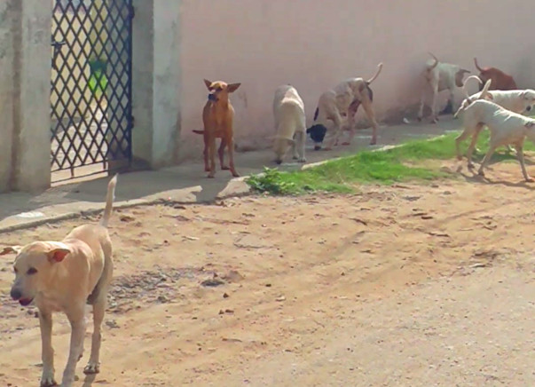 Feed Mongrels Near My Home