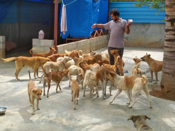 Help ALAI Rescues Get A Permanent Shelter