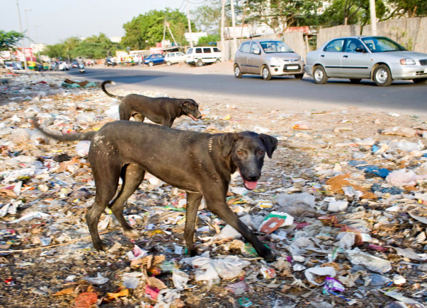 Help Preparing Home for Speechless Stray Animals