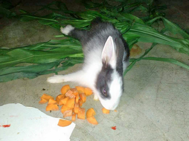 Help Bunny to Fight by Birth Paralysis