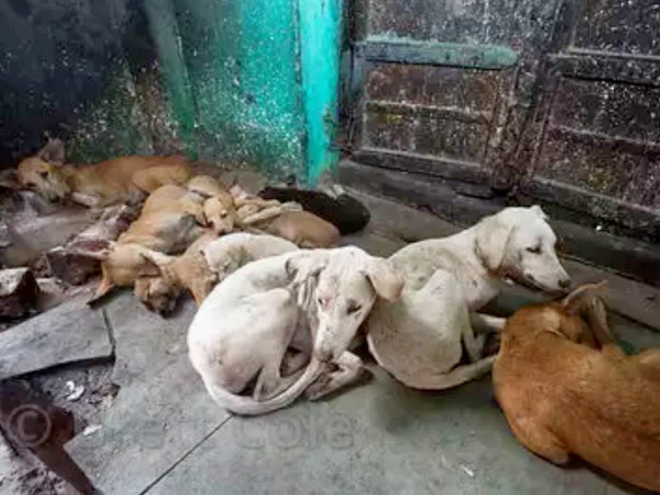 DOG STERILISATION CAMP