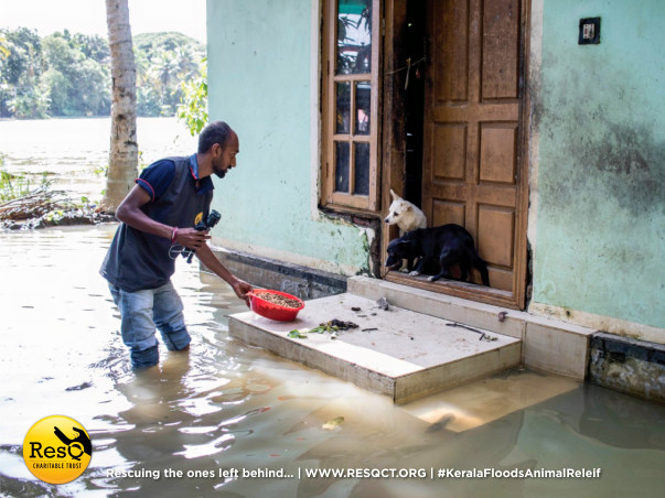 Animals of Kerala need your help! Save the Speechless & forgotten