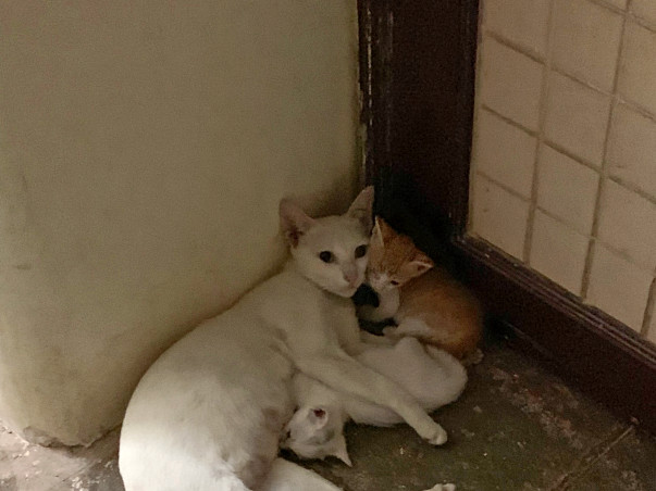Help required to make shelter and provide food for stray animals