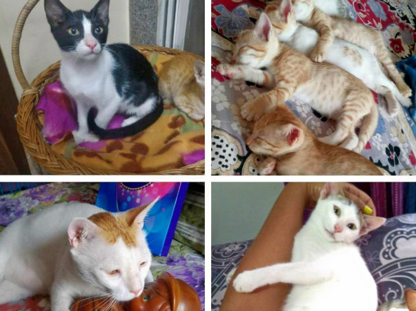 Help us care for stray Indicats and homeless kittens