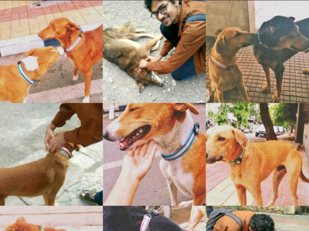 Reflective Collars for Animals