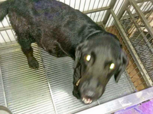 Help Us Pay For The Treatment Of Bruno, An Abandoned Dog