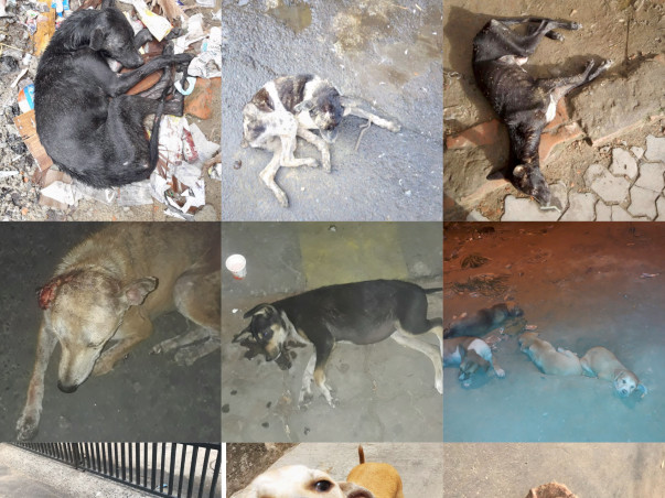 Help us save the strays of Kolkata