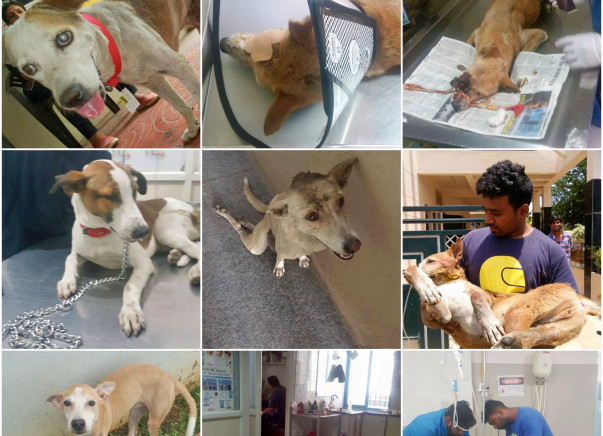 Help Voiceless Souls to beat the pain they are going through.