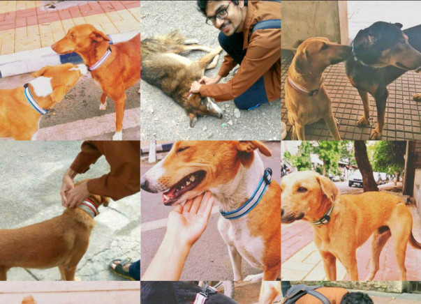 Reflective Collars for Animals