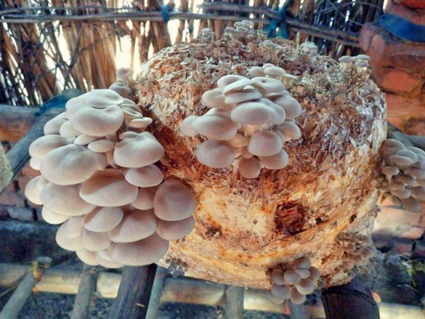 Helping Hand For A Mushroom Farm
