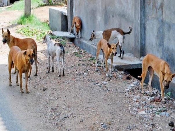 Home for Stray Dogs