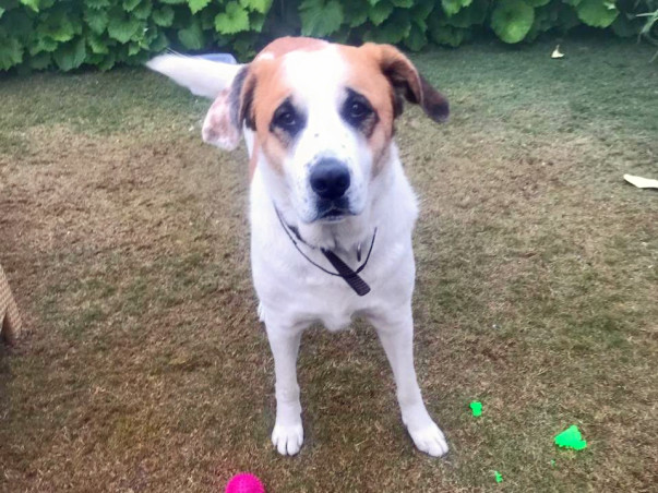 Help Abandoned Bruno