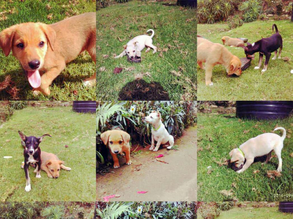 Help KSPCA 'S ABC/ ARV Program For Kodaikanal Dogs