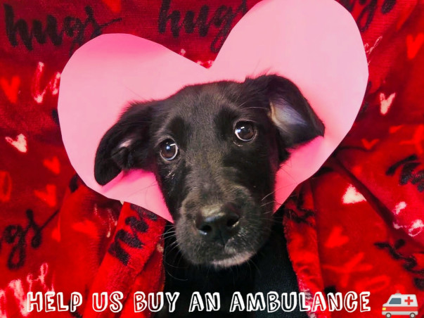 Help Us Buy A New A.R.V(Animal Rescue Van)