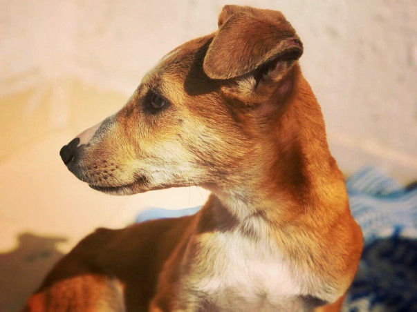 Help Moses The Indian Street Pup Reach The US To Find A Family!