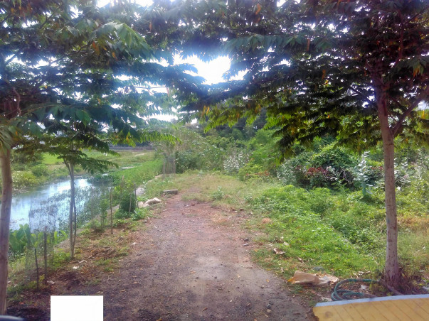 Planting Trees in Semi Urban Area