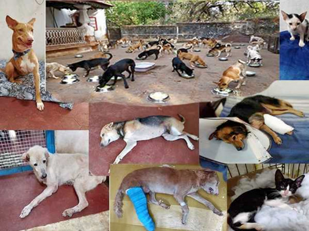 Rescue Relief Sterilise Rehabilitate wounded abandoned abused animals.