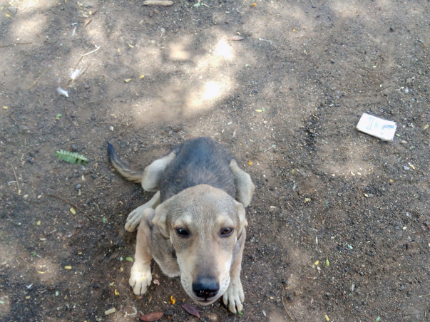Help Josef Dinesh Protect Dogs In His Village and nearby localities