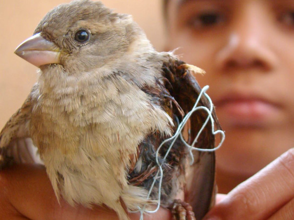 Save Birds Campaign, Uttarayan-2018