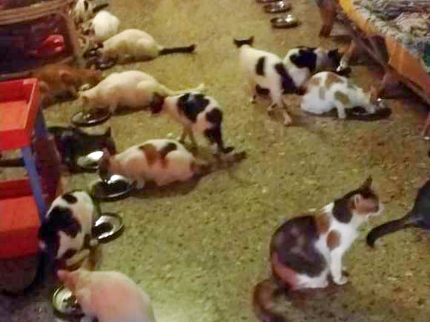 November Food Fund - Cat Sanctuary Goa