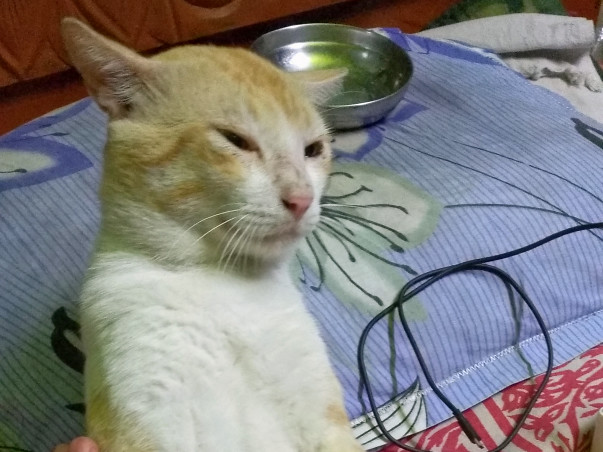 Help Me Raise Funds for My Cat Attacked by Maggots