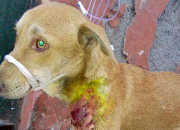 Your help needed for treatment of stray dog with critical condition
