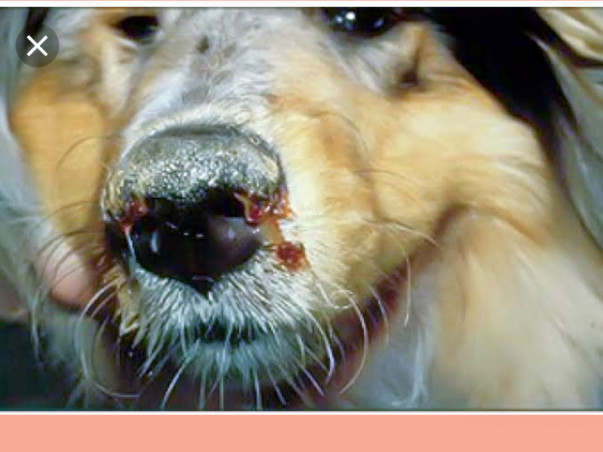 Animal Shelter for Canine Distemper and Parvo for Dogs.