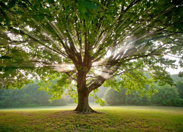Fundraising to make a green mapping and planting trees