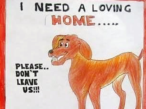 Help Street Dogs Get Food And Shelter