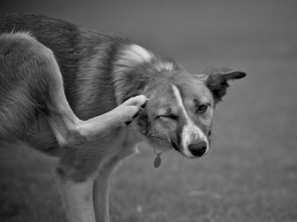 Cochin Dog Shelter