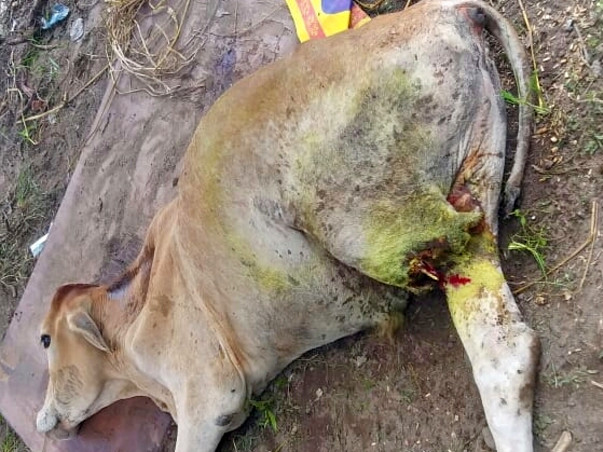 HELP US SAVE MOOSHOO