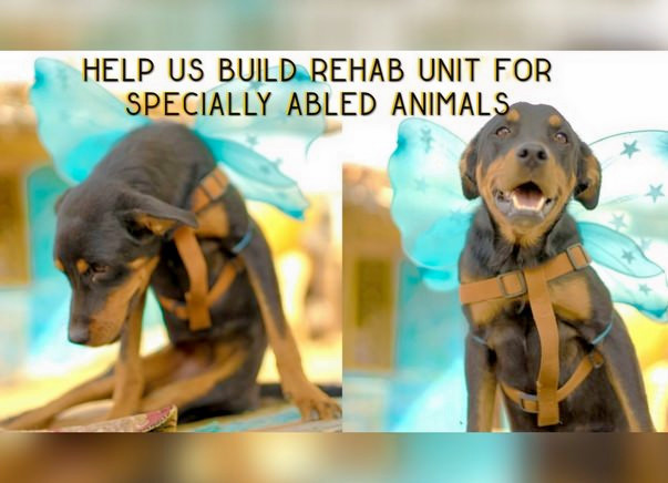 Help Build Rehab Unit For Specially-abled Animals
