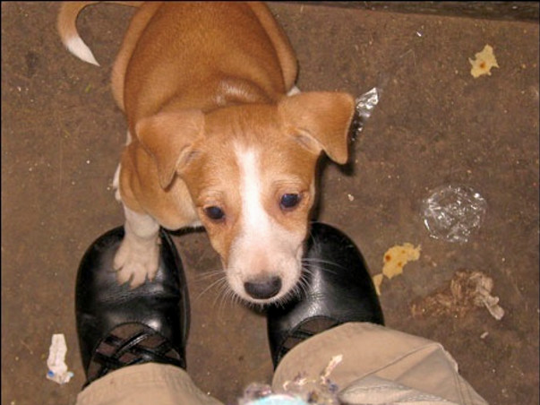 I am fundraising to - We care for your fur, Puppy!