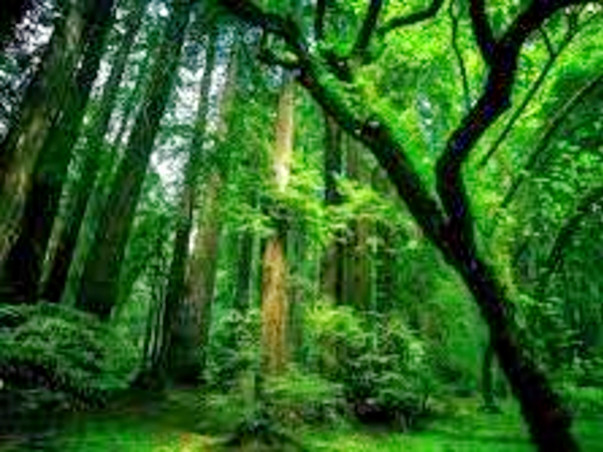 Save World Plant Trees