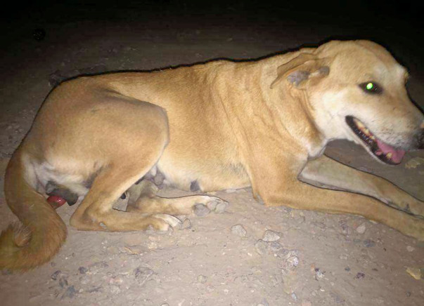 Help us pay her medical bills