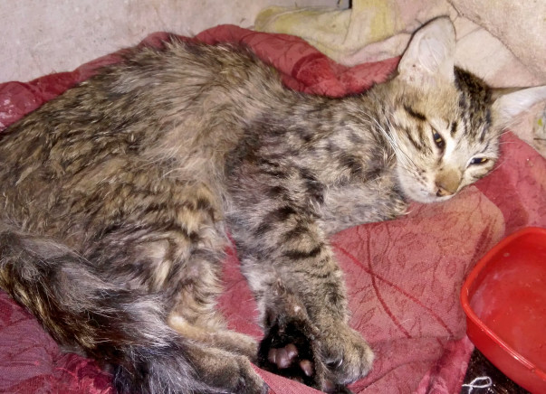 Help Kaddu Undergo Medical Tests And Get Back To Life