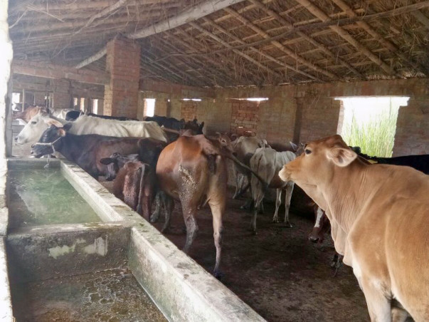 Help For Gau Seva