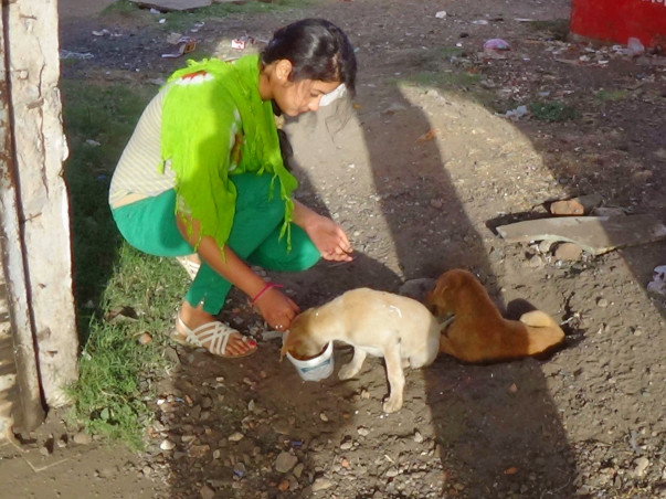 Help Us Build A Rehab Center & Treatment Unit For Stray Animals