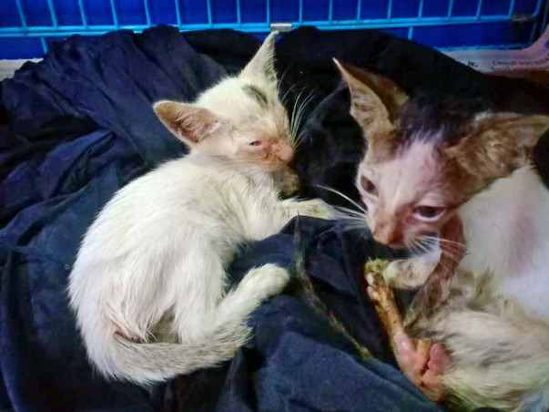 Help Me Save These Kittens Lives