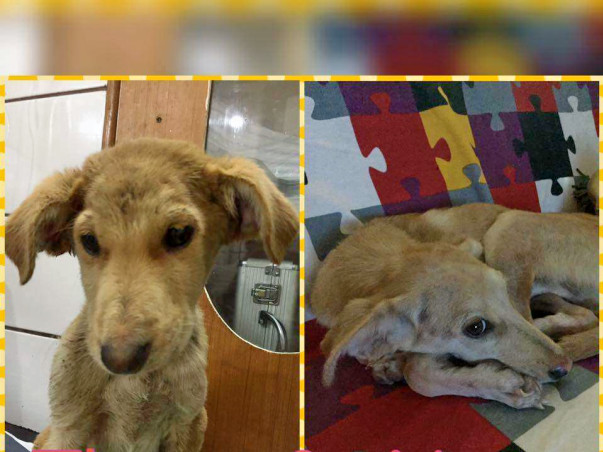 Help Candyman Take Care Of 30 Dogs
