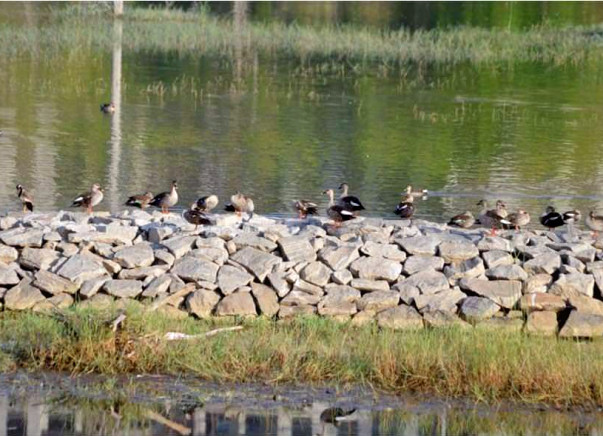 Peace Ride: Kaikondranahalli Lake Restoration, Sarjapur