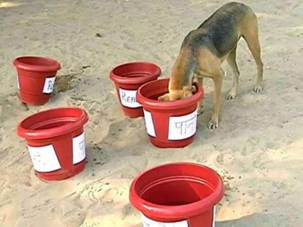 Water For Street Dogs And Other Animals And Birds