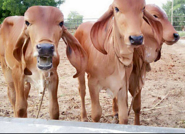 Gau Samvardhan