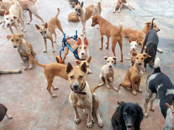 Help WSA Provide A Better Life To The Voiceless Strays
