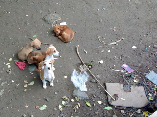 Neuter & Vaccinate Stray Dogs - Prevent Attacks on Kids