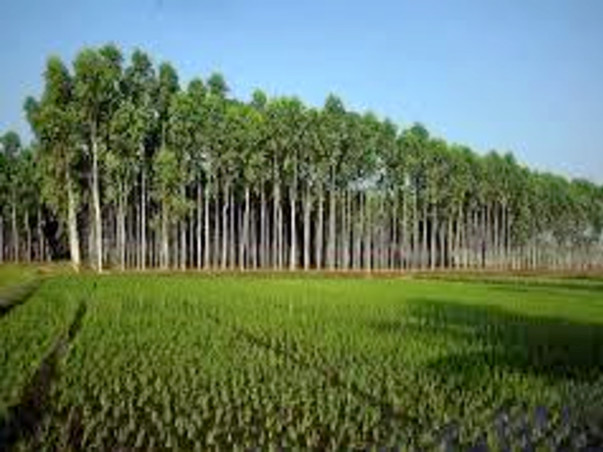 LET'S PLANT A TREE