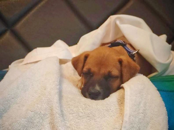 Help to fund Kimi's travel to his new Family!