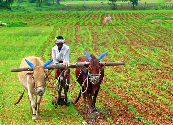 I am fundraising so that our farmers can be rid of the cycle of debts that lead to suicides.
