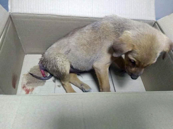 Help Ganu Survive After a Major Accident